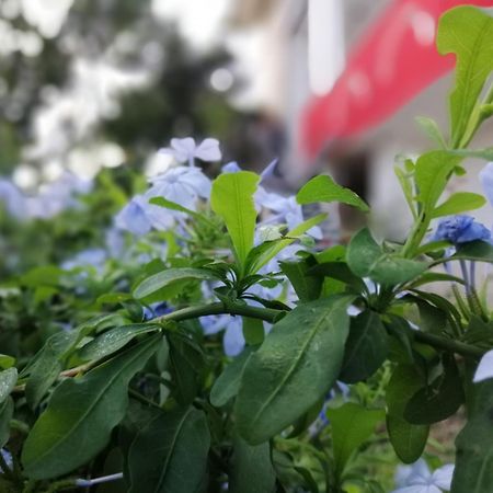 B&B Sa Scraria Meana Sardo Экстерьер фото